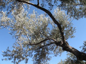 Olive tree, Mount of Olives, Jerusalem