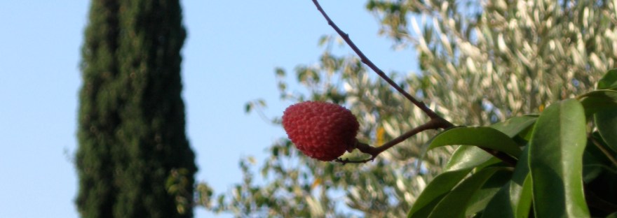 flora of Northern Israel